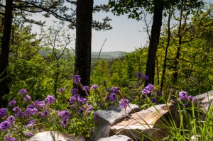 Wild verbena overlooking Hickory Nut Mountain in the distance.