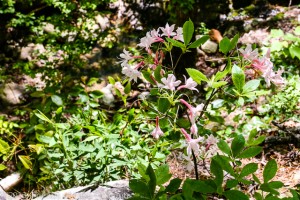Wild Azaleas Bloom On Hickory Nut Mountain