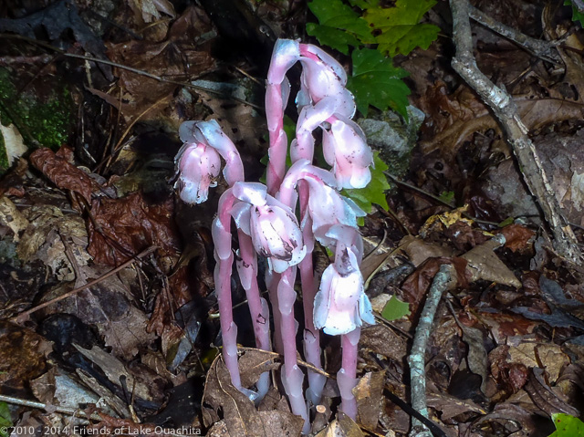"Indian Pipe" growing on Bear Mountain alongside the Trail. The LOViT is a terrific Trail on which to enjoy many different plants (and often animals).